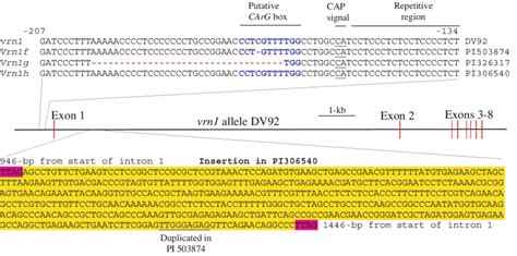 Sequence Differences Among Vrn Alleles Top Bp Segment Of The Vrn