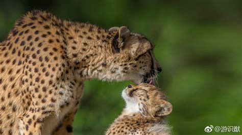 猎豹妈妈和小崽子们猎豹幼崽崽子新浪新闻