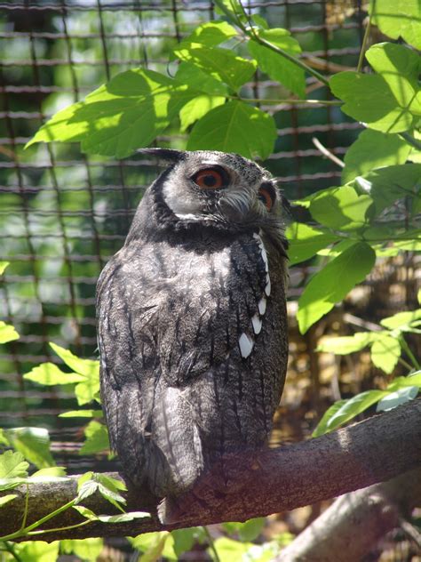 Northern White-faced Owl (Ptilopsis leucotis) - ZooChat