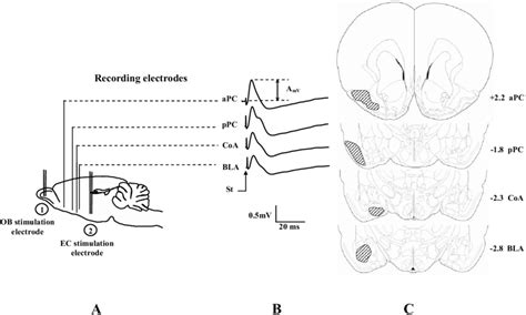 Schematic Representation Of The Implanted Electrodes And Recorded Download Scientific Diagram