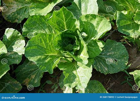 Plant Disease Symptom Of Downy Mildew On Chinese Cabbage Leaf Stock