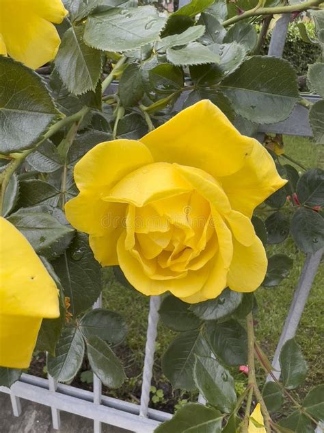 Rose Floribunda Freesia Garden Yellow Rose Flower Stock Image Image Of Bright Floribunda