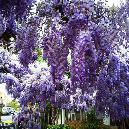 Blue Moon Wisteria For Sale | The Tree Center