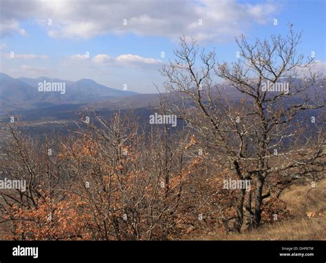 trees in mountains at fall Stock Photo - Alamy