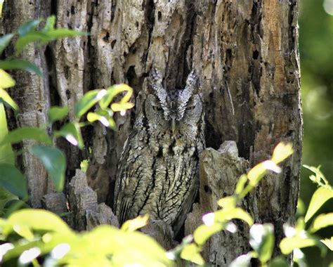 Eastern Screech Owl Facts Habitat Diet Life Cycle Baby Pictures