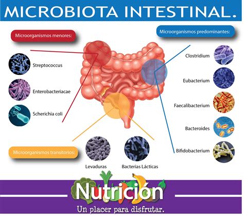 Impacto De La Microbiota Intestinal Sobre Trastornos Metab Licos