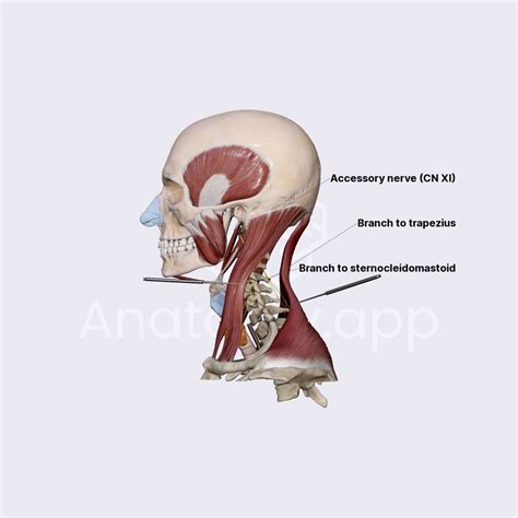 Accessory nerve (CN XI) | Cranial nerves | Head and Neck | Anatomy.app ...