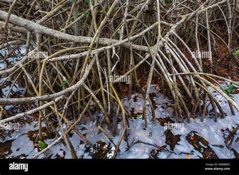 Red Mangrove Rhizophora Mangle Trees With A Tangle Of Prop Roots That