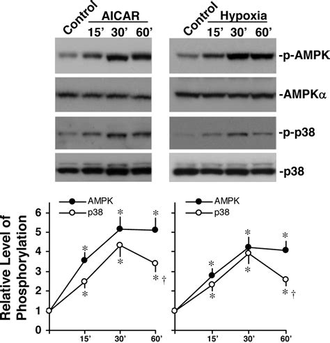 Activated Protein Kinase Activates P Mitogen Activated Protein