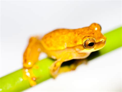 1920x1080 Resolution Close Up Photo Of Brown Tree Frog On Green Stem