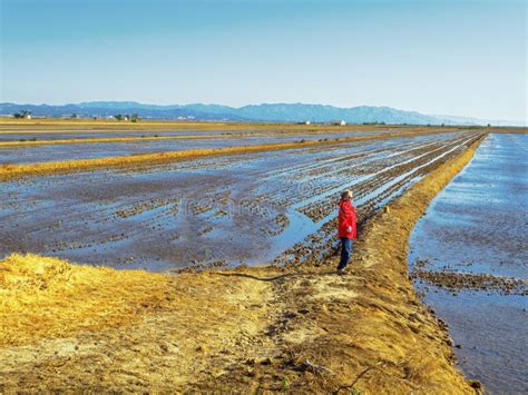 Rice Fields In The Ebro Delta Tarragona Spain Stock Image Image Of