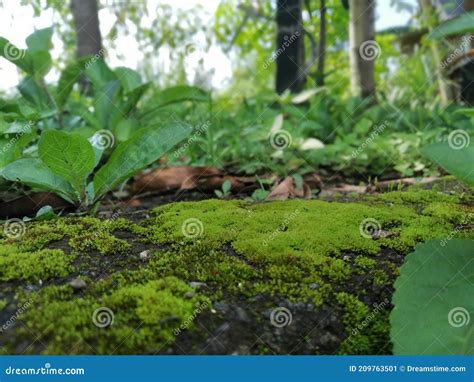 Vackra Mossar P B Rdig Jord Fotografering F R Bildbyr Er Bild Av