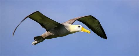 Albatross Symbolism - Spirit Animal Totems