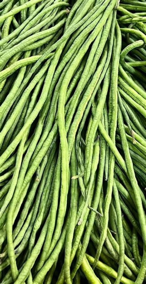 Oriental Yard Long Bean Seeds Tim S Tomatoes