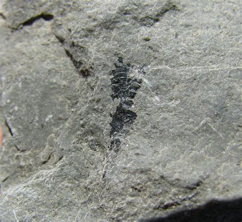 Views of the Mahantango: Diplograptus amplexicaulis graptolite from the ...