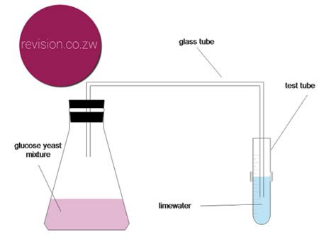 Experiment Making Ethanol Free Zimsec Revision Notes And Past Exam Papers