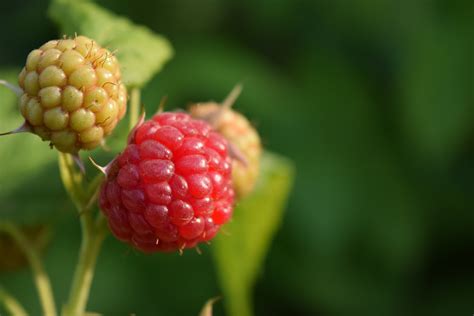 Banco De Imagens Natureza Plantar Fruta Baga Doce Flor Maduro Comida Vermelho