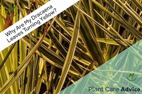 Dracaena Leaves Turning Yellow Causes And Easy Fixes 2023