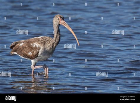 Juvenile White Ibis Stock Photo - Alamy