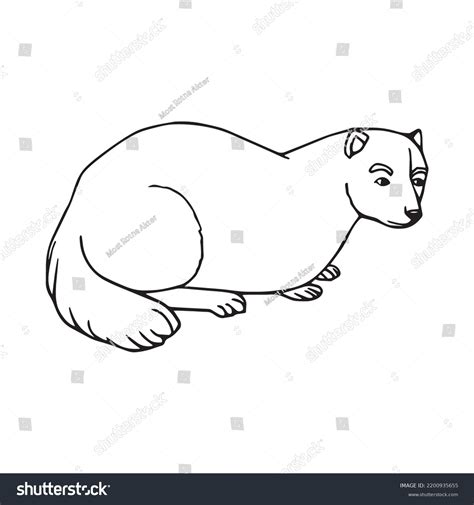 Beautiful Ferret Line Art Imagesferret Outline Stock Vector Royalty Free 2200935655 Shutterstock