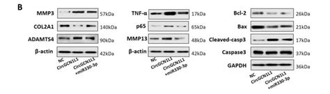 Cleaved Caspase 3 Asp175 P17 Antibody Affinity Biosciences Ltd亲科生物官网