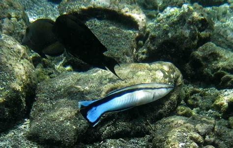 Bluestreak Cleaner Wrasse Facts And More Ocean Info