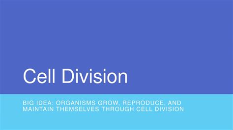 Ppt Cell Division Powerpoint Presentation Free Download Id9132283