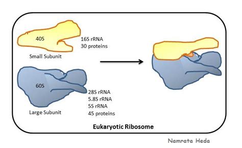 B for Biology: Ribosomes - Protein Assemblers of the Cell