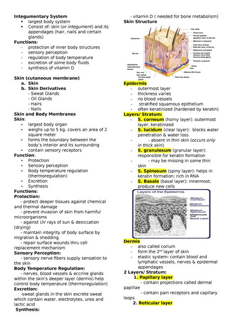 Integumentary System And Skeletal System Integumentary System Largest