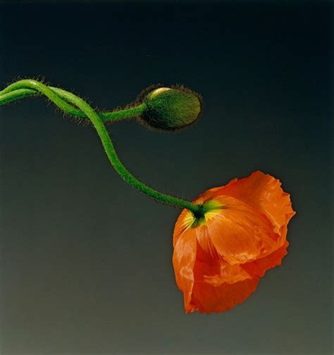 Robert Mapplethorpe S Sensual Flowers Another