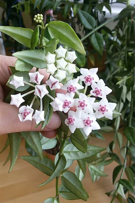Comment entretenir les hoyas pour avoir de magnifiques plantes d ...