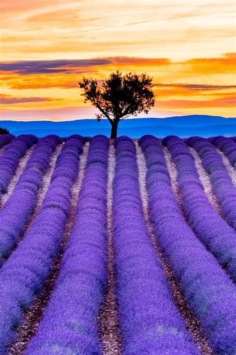 Lavender Fields In Valensole Plateau In Provence South Of France