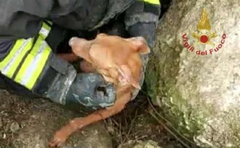 Cane Resta Intrappolato In Un Anfratto Lo Salvano I Vigili Del Fuoco