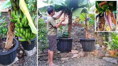 Menanam Pisang Dalam Pot Tabulampot Cavendish Youtube