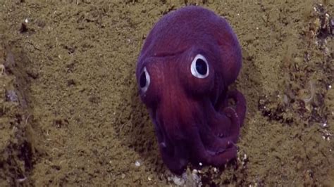 ‘Googly-eyed’ squid charms scientists | CNN