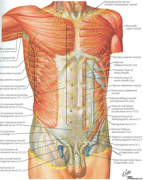 Anatomy Of Abdominal Wall Anatomy Images