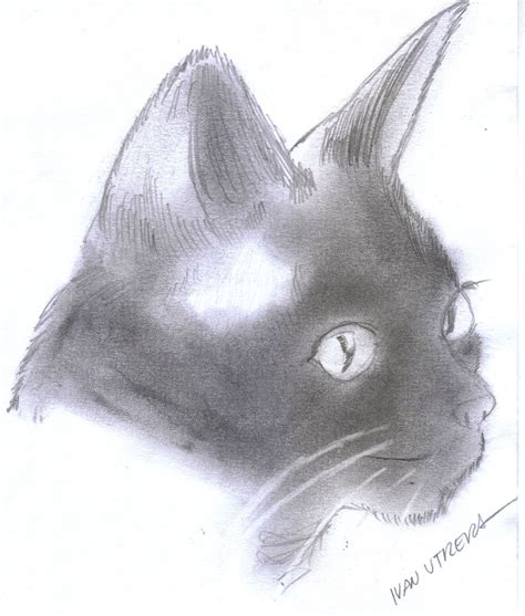 Gato A L Piz Drawing Gatos Lapiz