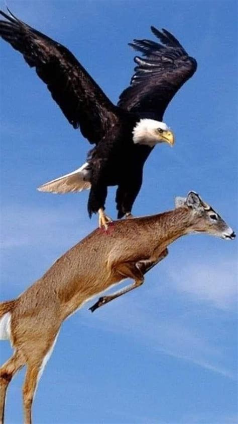 An Eagle Is Flying Over A Deer In The Sky