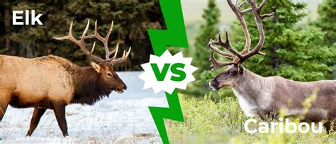 Elk Vs Reindeer A Z Animals