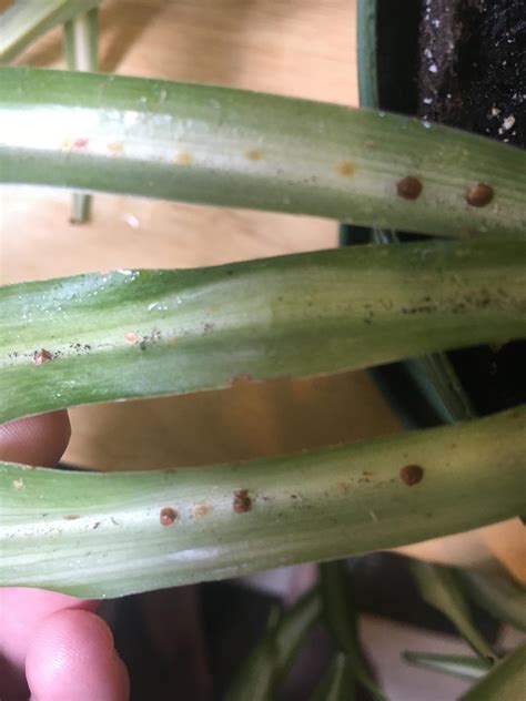 What Are These Spots On My Spider Plant The Leaves With These Spots Are Also Sticky For Some