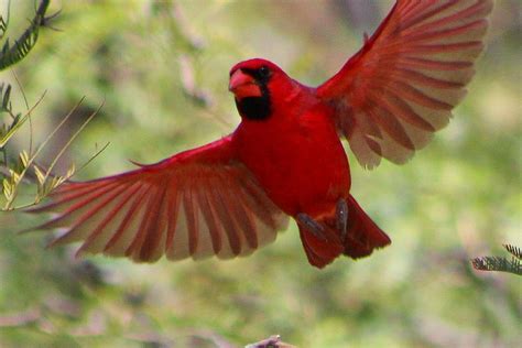 Northern Cardinal in Flight Photograph by Monica Donaldson Stewart - Pixels