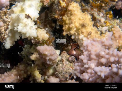 A Sand Tiger Prawn Metapenaeopsis Sp In The Red Sea Egypt Stock