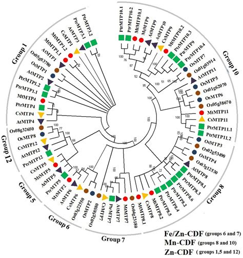 Frontiers Genome Wide Identification And Expression Analysis Of Metal