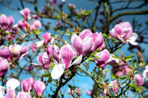 Tulpenmagnolie Rustica Rubra Magnolia Soulangiana Rustica Rubra