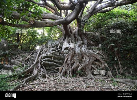 A Picture Taken On June 7 2020 Shows Trees Of Akou Ficus Wightiana