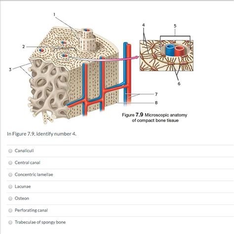 Solved Figure 79 Microscopic Anatomy Of Compact Bone Tissue