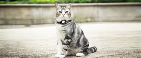 Hsigio Airtag Cat Collar Gps Cat Collar With Apple Air Tag Holder And