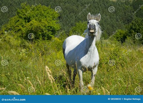 White Horse On The Meadow Stock Photo Image Of White 58508832