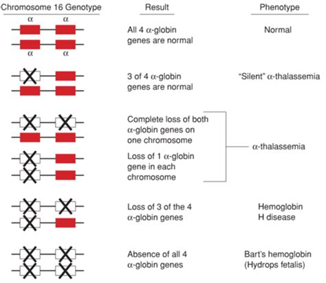 RBC Pathology III Hemolytic Anemia And RBC Destruction Flashcards