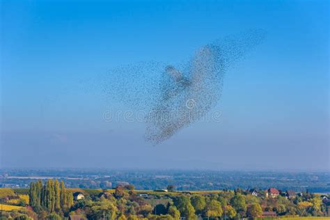 Flock and Swarm of Birds - Beautiful Formations of Flying Birds Stock ...